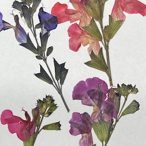 10 fleurs pressées de couleur variété Salvia - Embellissement de carte de mariage Enveloppe Décoration Marque-page Fourniture de fabrication de savon botanique séché ID26