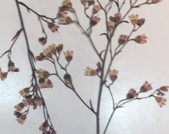 10 Coral Bells Stalks - Real Pressed Flowers - Bulk Wedding Card Embellishment Bookmark Dried Botanical Soap Making Supply Potpourri - ID24