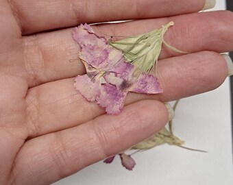 Set of 6 Pink Pressed Sweet William Flowers - Botanical Embellishments ID61