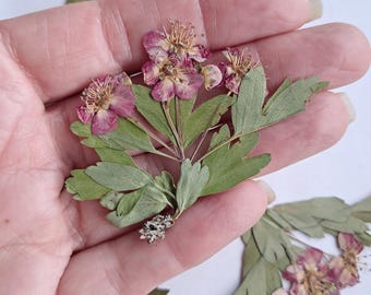 6 Real Pressed Hawthorne Blooms | Dried Botanical Art, Nature Craft Supply ID2