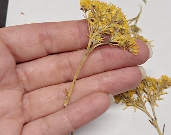 Dried Yellow Sedum Flowers (6) - Botanical Craft Supply ID6
