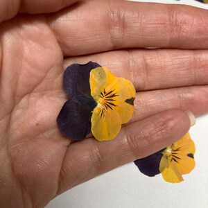 12 Hand Pressed Pansies | Real Flowers for Crafts, Resin Art, Journals, Botanical Decor ID1 image 5