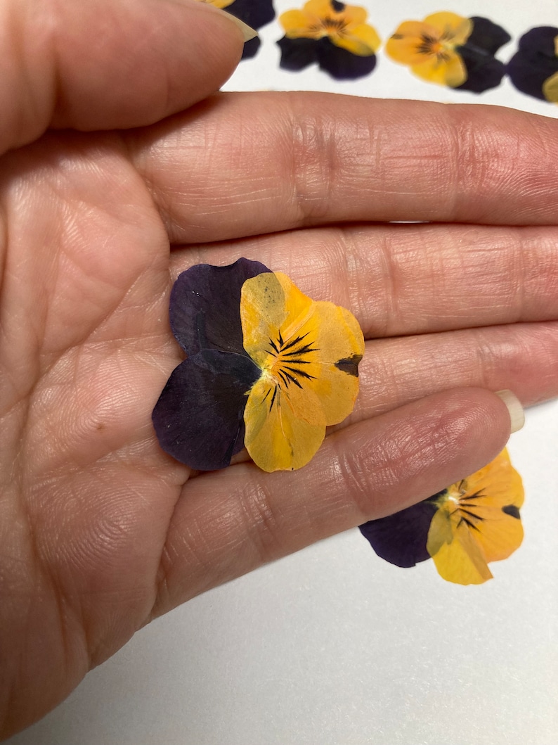 12 Hand Pressed Pansies | Real Flowers for Crafts, Resin Art, Journals, Botanical Decor ID1 image 5
