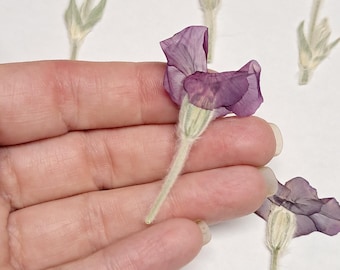 Real Pressed Purple Pink Rose Like Flowers - Set of 6 - Cardmaking & Soapmaking ID61