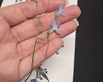 Pressed Blue Lobelia Flowers (Set of 10): Wedding Card Embellishments ID34