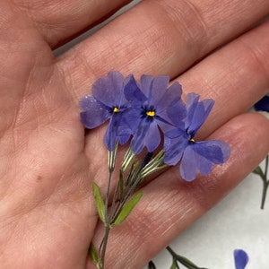 8 vraies fleurs bleues pressées Phlox embellissement de carte enveloppe décoration marque-page fabrication de savon botanique séché - ID21
