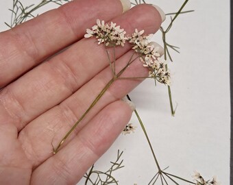 Pressed Cilantro Flowers - Botanical Embellishments, Set of 6 - ID11