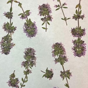 Lot de 10 fleurs de thym véritable pressé, embellissement de vraies cartes de mariage, fourniture de fabrication de cartes, accent de marque-page, ID17