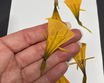 6 Pressed Orange Bell Bulb Real Flowers Card Embellishment Envelope Decoration Bookmark Dried Botanical Soap Making Supply USA - ID27