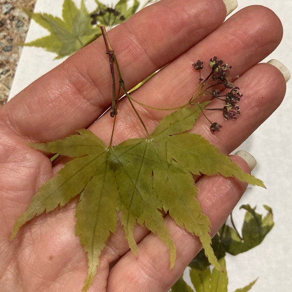 6 Pressed Japanese Maple Leaves with Flowers - Real Pressed Flowers Bulk Card Embellishment Bookmark Botanical Soap Making Potpourri - ID39