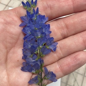 8 veri fiori di Veronica blu del lago del cratere pressati - Segnalibro per abbellimento di biglietti di nozze all'ingrosso, fornitura di sapone botanico essiccato, pot-pourri ID8