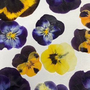 12 varietà di viole del pensiero, fiori secchi pressati - Decorazione per biglietti di nozze, buste, segnalibri, forniture per creazioni botaniche - Pansy ID1