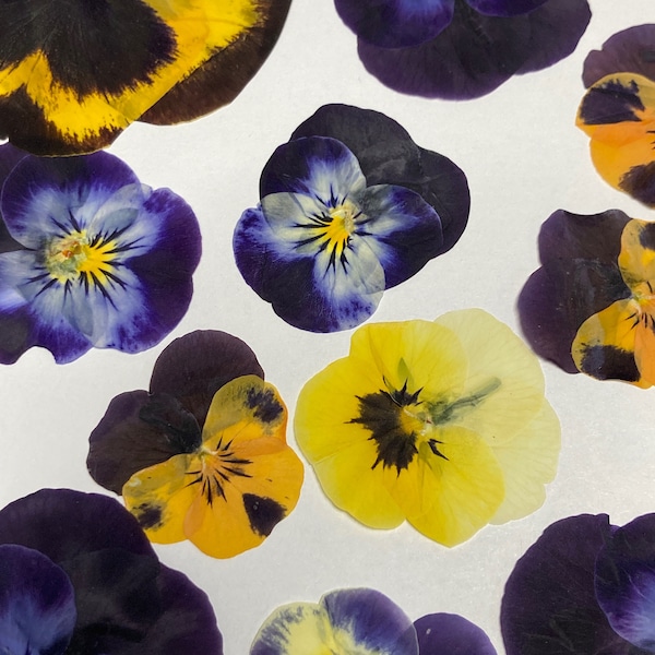 12 Pansies Viola Variety Dried Pressed Flowers - Wedding Card Embellishment Envelope Decoration Bookmark Botanical Making Supply - Pansy ID1