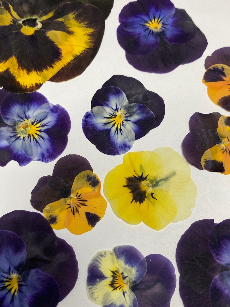 12 Hand Pressed Pansies | Real Flowers for Crafts, Resin Art, Journals, Botanical Decor ID1 image 1