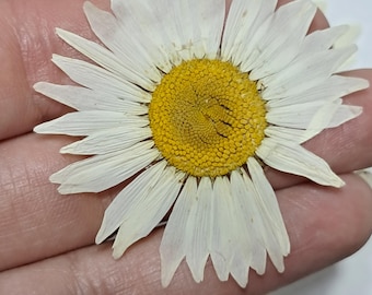 6 Dried Daisies for Crafts: Real Pressed Daisy Flowers | Natural Dried| Botanical Craft Supply | Junk Journal | Herbarium Specimen ID27