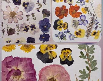 Large Pressed Flower and Leaf Set: Oregon Grown, Resin Art Supplies - RAIN
