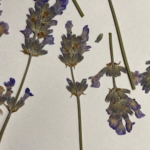10 echte bloeiende lavendel geperste bloemen - paarse bulk trouwkaart versiering envelop bladwijzer gedroogde botanische zeepvoorraad ID35