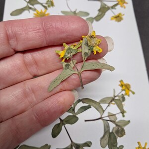12 vraies fleurs pressées - Décoration d'enveloppe de carte de mariage, décoration d'enveloppe, signet pour la fabrication de savon botanique séché, jaune ID29
