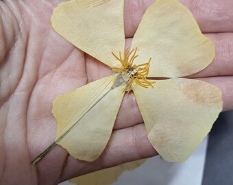 Pressed California Poppy Flowers on Stem Set of 4,  Wedding Card Embellishment, Decorate Envelopes Bookmarks Soap, Card Making ID29
