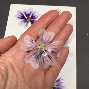 6 Gepresste lila Hollyhock echte Blumen Karte Verschönerung Umschlag Dekoration Lesezeichen Getrocknete botanische Seife Herstellung USA - ID29