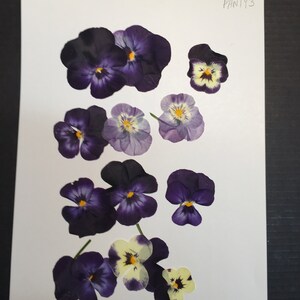 12 Hand Pressed Pansies | Real Flowers for Crafts, Resin Art, Journals, Botanical Decor ID1 image 4