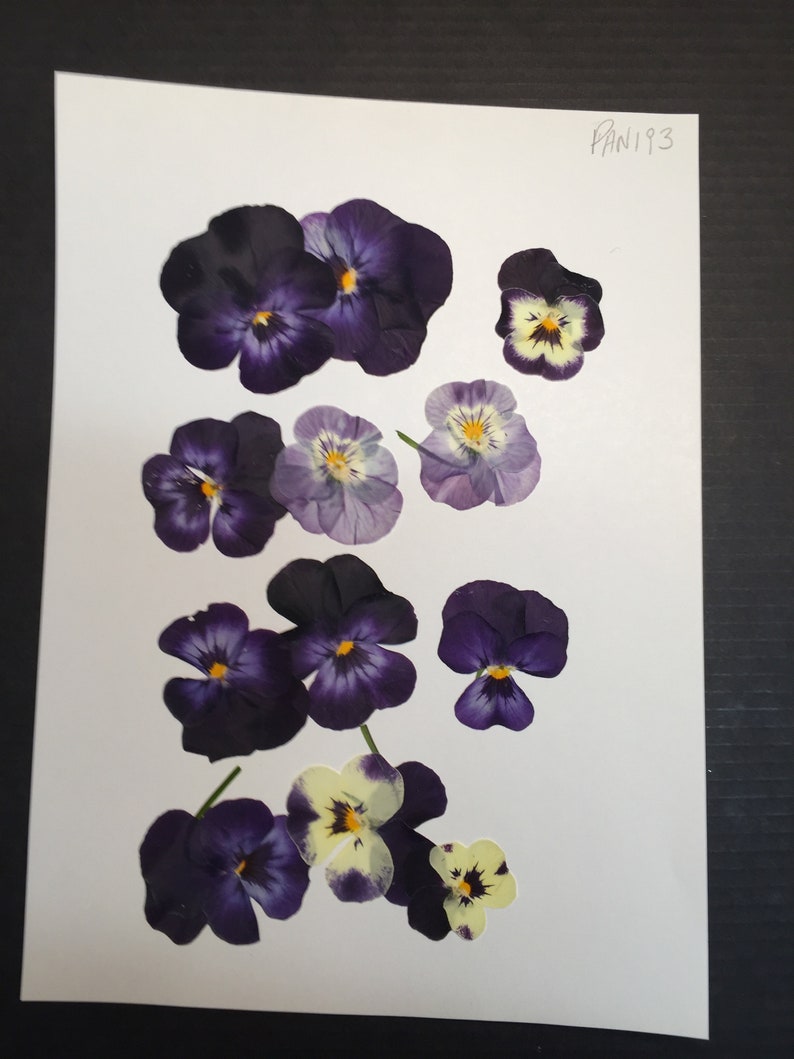 12 Hand Pressed Pansies | Real Flowers for Crafts, Resin Art, Journals, Botanical Decor ID1 image 4
