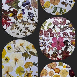 Conjuntos grandes de flores y hojas prensadas, variedad surtida seca para hacer resina, tarjetas o marcapáginas, cultivadas en Oregón, EE. UU., conjunto de inicio - B