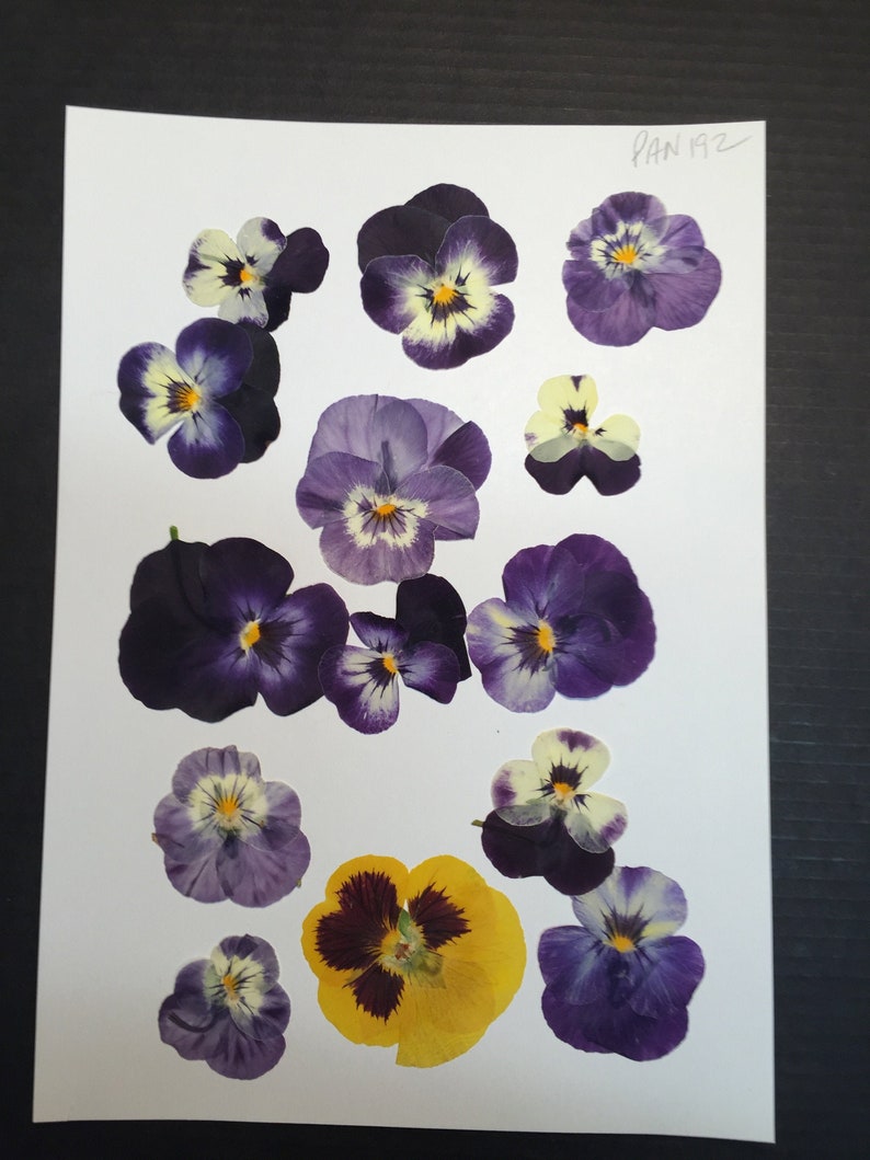 12 Hand Pressed Pansies | Real Flowers for Crafts, Resin Art, Journals, Botanical Decor ID1 image 2