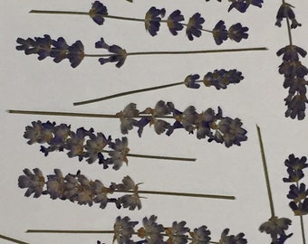 12 Real Pressed Lavender – Botanical Craft Embellishments, Soap Making, Potpourri, ID34