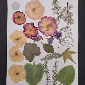 May include: A collection of pressed flowers and leaves, including roses, pansies, and various foliage, arranged on a white paper. The flowers range in color from pale yellow to deep pink and purple. The image is a top-down view.
