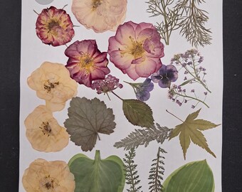 Large Pressed Flower and Leaf Set: Oregon Grown for Resin Art Starter - 86