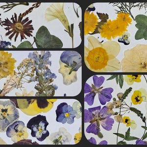 Large Sets Pressed Flowers and Leaves, Dried Assorted Variety for Resin, Card or Bookmark Making,  Oregon USA Grown, Starter Set - B