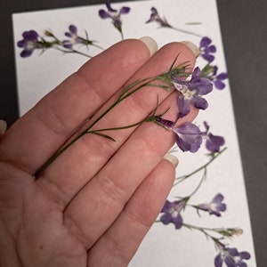 12 vraies fleurs Lobelia violettes pressées - Enveloppe d'embellissement de carte de mariage, signet pour la fabrication de savon botanique séché, pot-pourri ID34