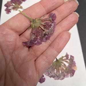 6 superbes fleurs violet clair véritables - embellissement de carte de mariage enveloppe marque-page savon botanique séché faisant ID38