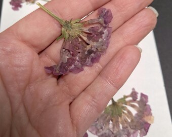 6 Purple Pressed Flowers: Real Superbena, Botanical Embellishments, Verbena  ID38