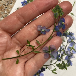 10 fiori di Veronica repens pressati autentici - Abbellimento per biglietti di nozze, busta, segnalibro, fornitura di sapone botanico essiccato, pot-pourri ID7