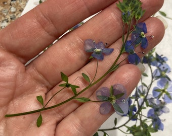 10 Real Pressed Speedwell Flowers: Dried Botanicals for Cards & Soap ID7