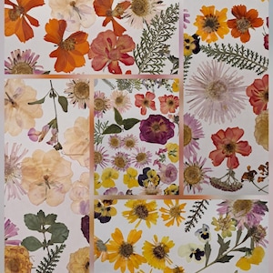 May include: A collage of pressed dried flowers and leaves in shades of orange, yellow, pink, and purple. The collection features various blossoms, including daisies, pansies, and cosmos, alongside green fern-like foliage on a white background.