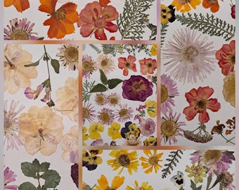 Large Pressed Flower and Leaf Set: Oregon Grown for Resin Art - VAN