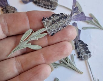 Pressed Spanish Lavender 8 Stems | Real Dried Lavender Flowers | Botanical Craft Supply | Resin Art | Cottagecore Decor ID33