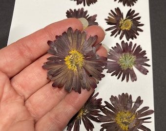 12 Purple Asters - Real Pressed Flowers - Bulk Wedding Card Embellishment Bookmark Dried Botanical Soap Making Potpourri - Antique ID28