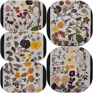 GRANDE VARIEDADE de flores e folhas prensadas para decoupage, cartões ou marcadores de página - Conjunto de sua escolha, cultivado em Oregon, EUA - A