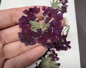 6 Deep Red Superbena Real Pressed Flowers - Wedding Card Embellishment Envelope Bookmark Dried Botanical Soap Making Supply Verbena ID38