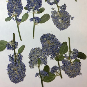 Flores prensadas color lila de California (juego de 12), ideal para decorar tarjetas de boda, sobres, marcapáginas y jabón ID13