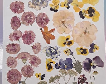 Large Pressed Flower and Leaf Set: Oregon Grown for Resin Art - CAT