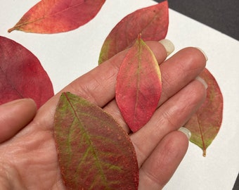 6 Pressed Blueberry Leaves: Real Botanical Embellishments ID39