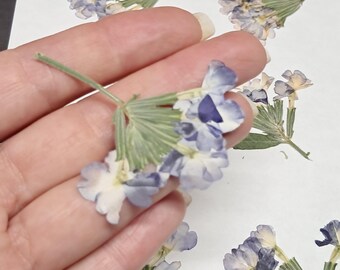 6 Blue Pressed Superbena Flowers: Dried Botanicals for Resin Art, Verbena, Cards ID38
