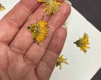12 Dandelions - Real Pressed Flowers - Bulk Wedding Card Embellishment Bookmark Dried Botanical Soap Making Potpourri - Pressed Weeds - ID39
