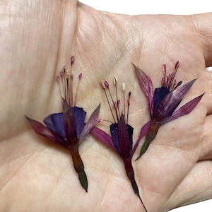 10 fiori pressati fucsia viola e rosa veri - Decorazione per biglietti di nozze, buste, segnalibri, fornitura di sapone botanico essiccato ID16