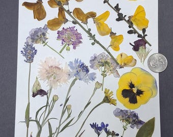 Mixed Set Pressed Flowers | Real Dried Flower Variety Pack | Botanical Craft Supply | Resin Art | Cottagecore Decor P